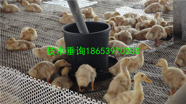 Ѽ豸